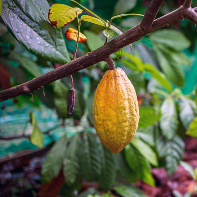 Discover the Ceremonial Delight: Forager Superfoods' New Ceremonial Cacao