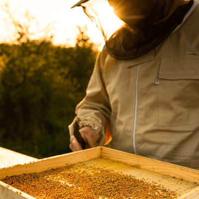 Why WA Bee Pollen is the Ultimate Superfood: 100% Australian, Nutrient-Rich, and Athlete-Approved