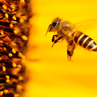 A Tale of Duty and Beauty - Australian Organic Bee Pollen's Promise