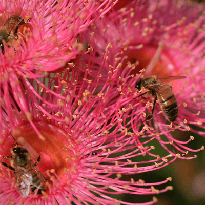 The Ultimate Guide to Buying Bee Pollen in Australia: Where to Find Nature's Superfood