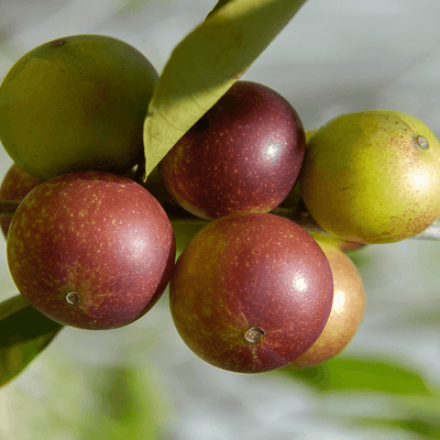 Camu Camu: The Ultimate Antioxidant-Rich Superfood taking Australia by Storm