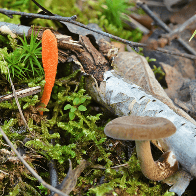 Exploring the Enigmatic Cordyceps Militaris Mushroom, Fondly Dubbed "The Zombi Mushroom."