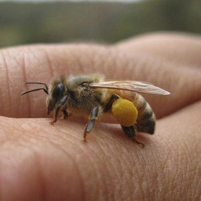 Exploring the Nutritional Wonders of Western Australian Bee Pollen