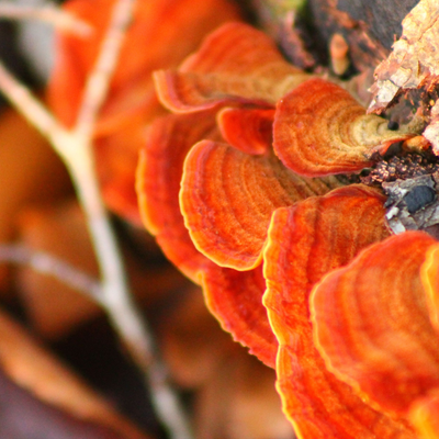 Tales of the Woods: Turkey Tail's Silent Wisdom