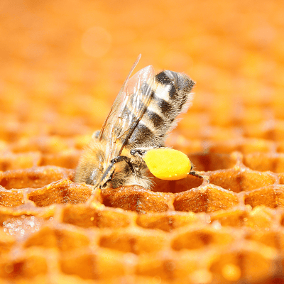 The Hidden Hero: Pollen's Essential Role in Bee Life and Honey Creation