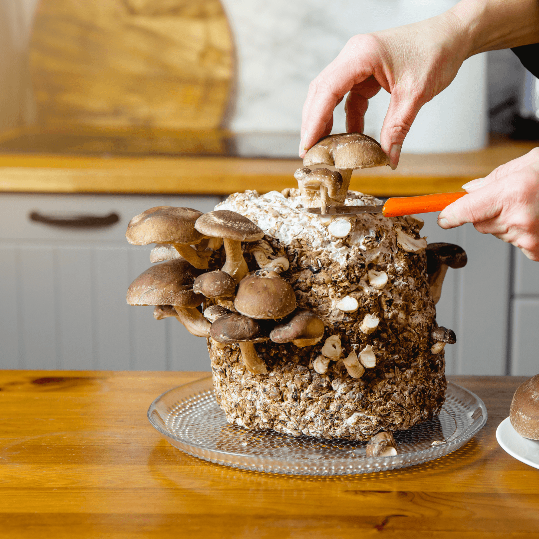 Australian Blend - Forager's Top 5 Mushroom Liquid | 50ml - Forager Superfoods