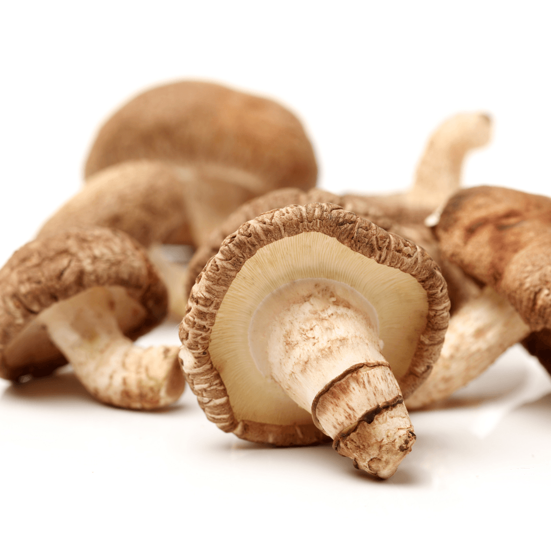 Australian Blend - Forager's Top 5 Mushroom Liquid | 50ml - Forager Superfoods