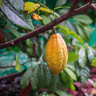 Ecuadorian Ceremonial Cacao | 200g - Forager Superfoods